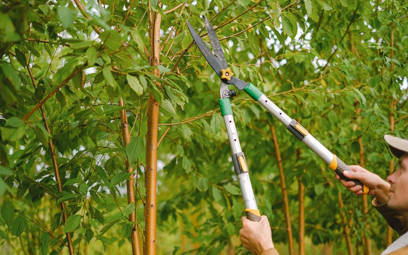 Tree trimming in Mosheim, TN
