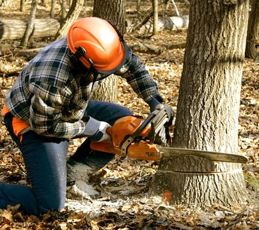 Tree Removal in Mosheim, TN